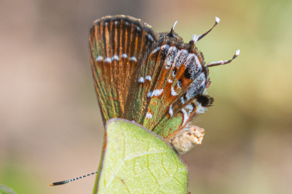 Juniper Hairstreak From Canyon Lake Tx Usa On July At