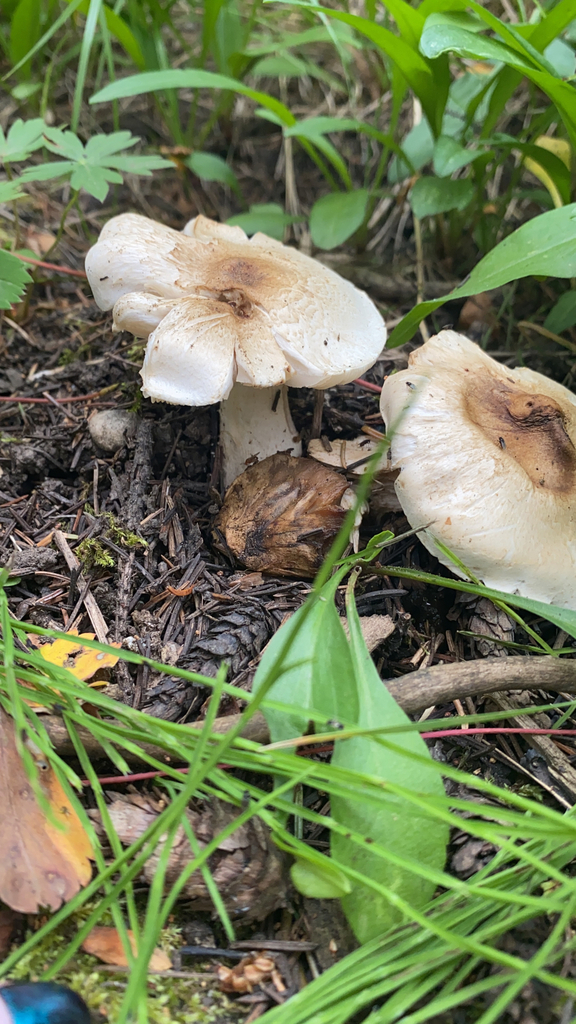 Common Gilled Mushrooms And Allies From Big Sky On July At