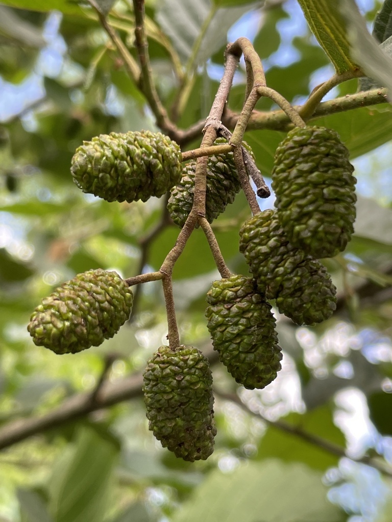 Smooth Alder From Sapsucker Woods Rd Lansing Ny Us On July