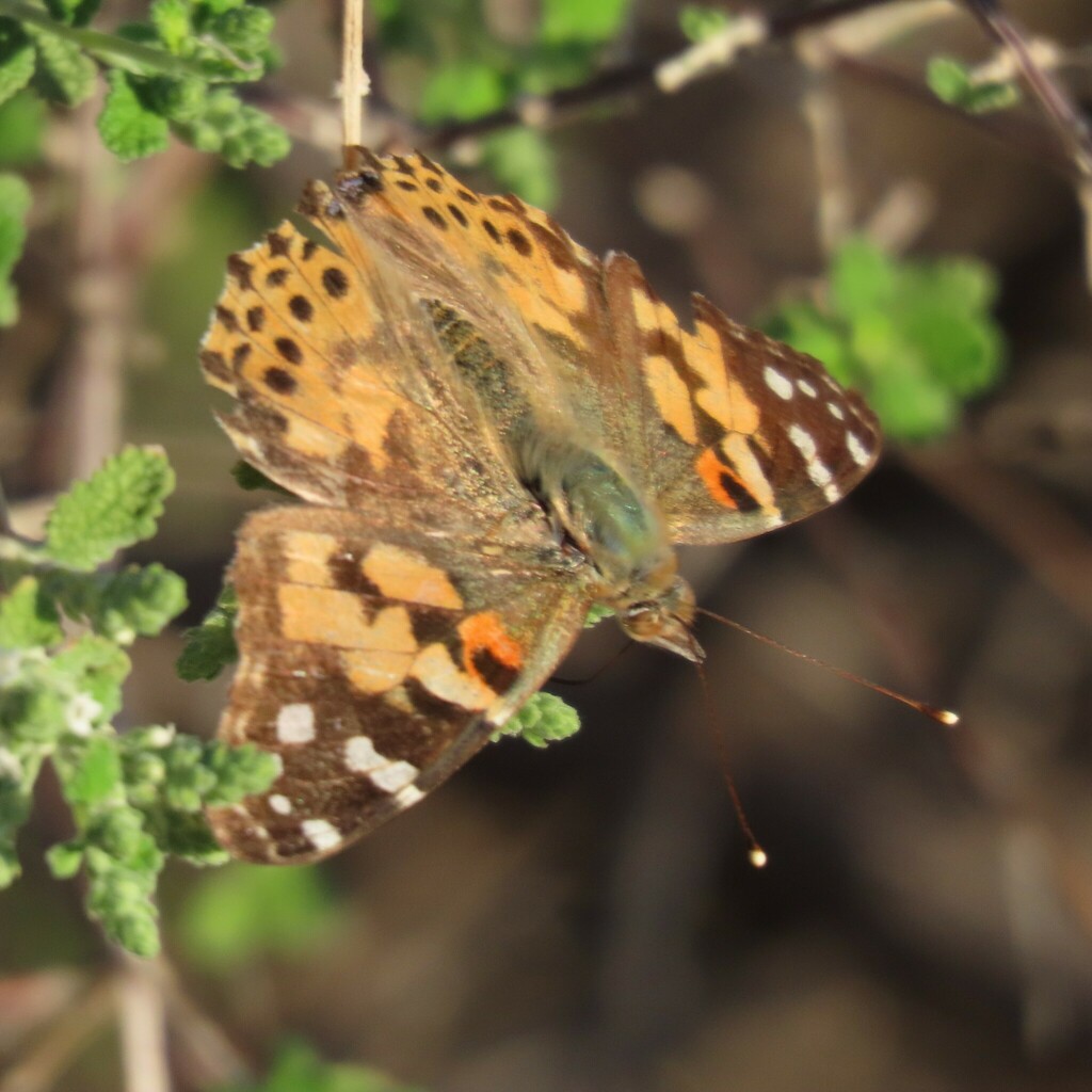 Painted Lady From Cochise County AZ USA On August 2 2023 At 06 35 AM