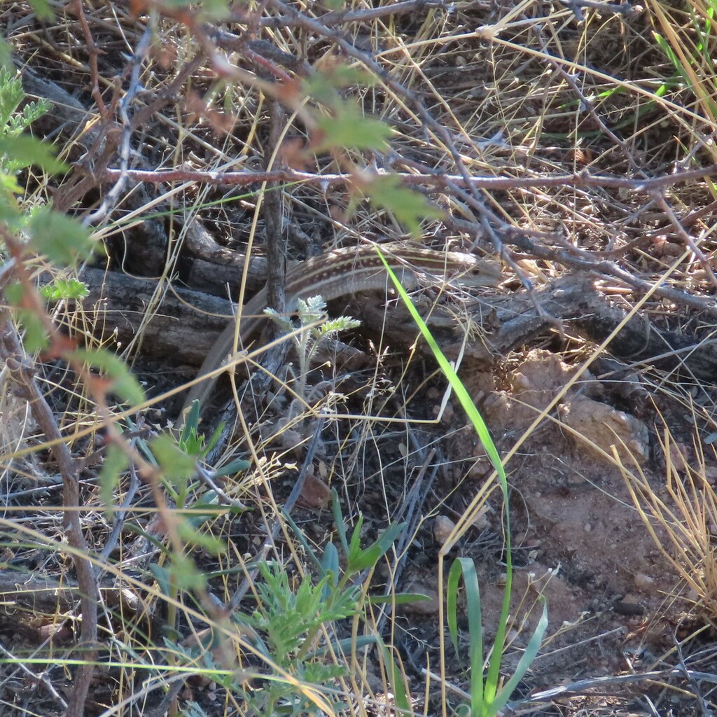 Sonoran Spotted Whiptail From Cochise County AZ USA On August 2 2023