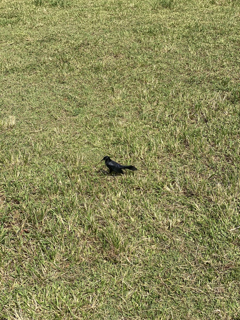 Greater Antillean Grackle From San Juan National Historic Site San