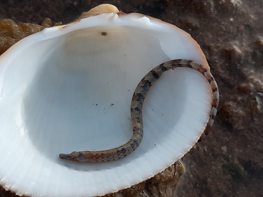 Pipefishes And Allies From Port Hedland WA Australia On August 1