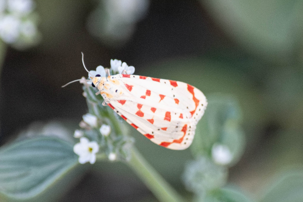 Rattlepod Moths from Шенгавит Ереван Армения on August 1 2023 at 08