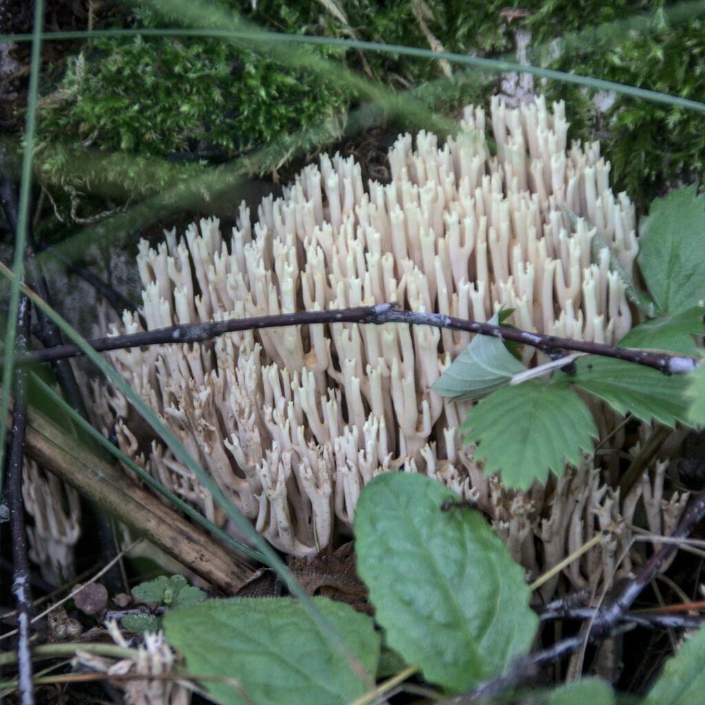 Upright Coral Fungus From