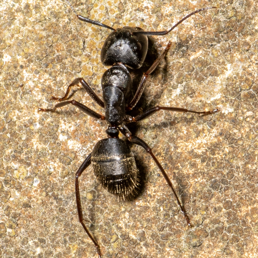 True Carpenter Ants From Allen Acres Vernon Parish LA USA On July 27