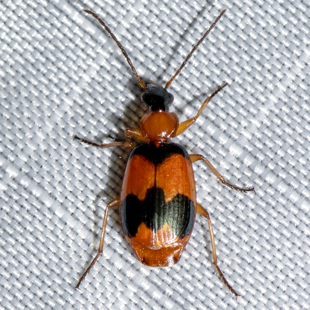 Beautiful Banded Lebia From Allen Acres Vernon Parish La Usa On July