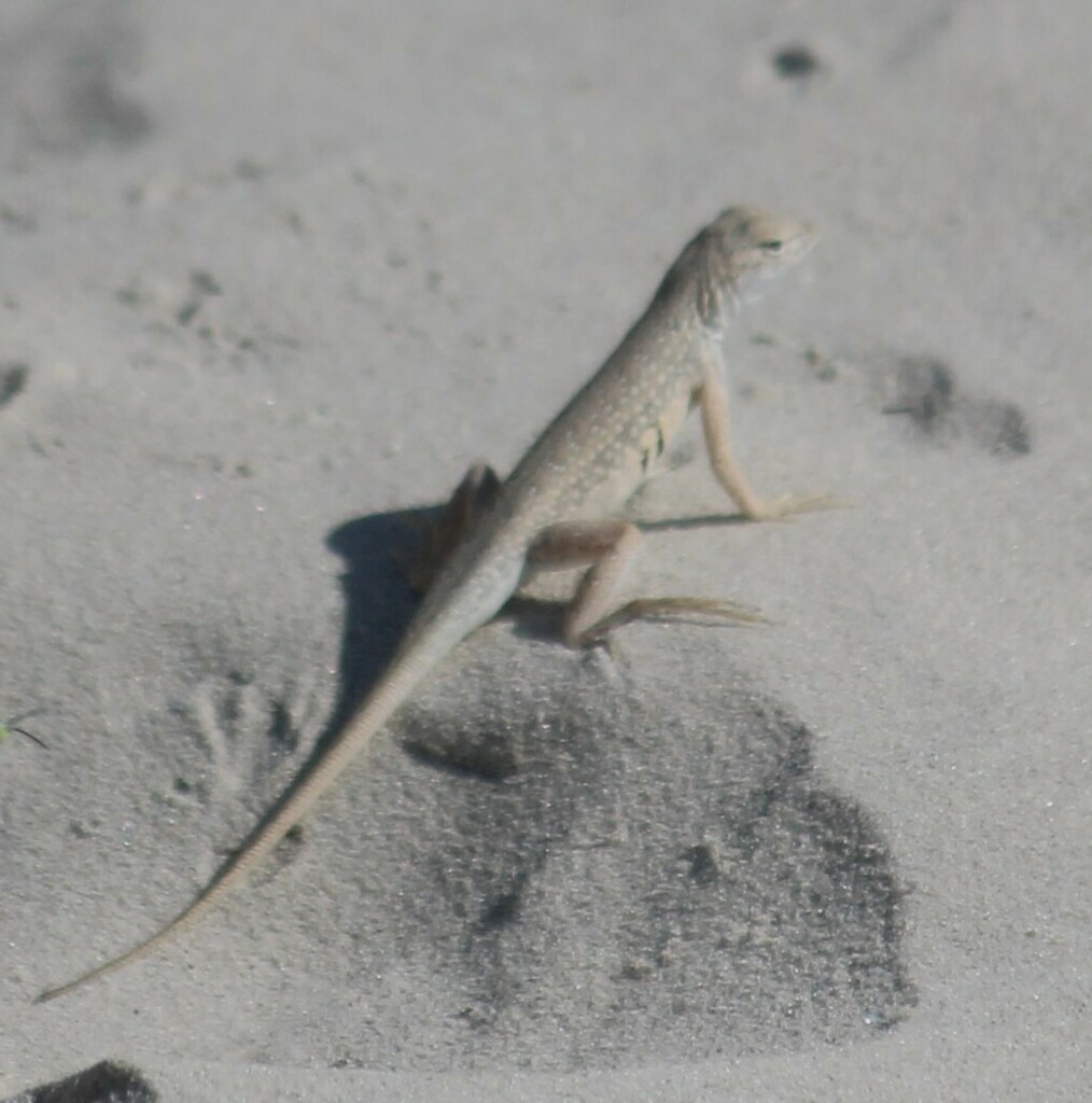 Keeled Earless Lizard From Kleberg County TX USA On August 2 2023 At