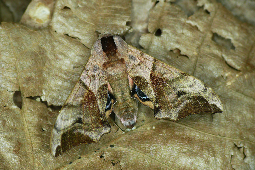 Eyed Hawkmoth From Mo Owiste Polska On July At Am By