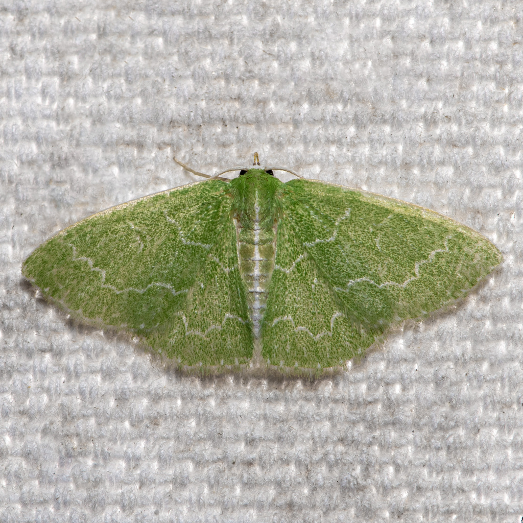 Southern Emerald From Allen Acres Vernon Parish LA USA On July 27