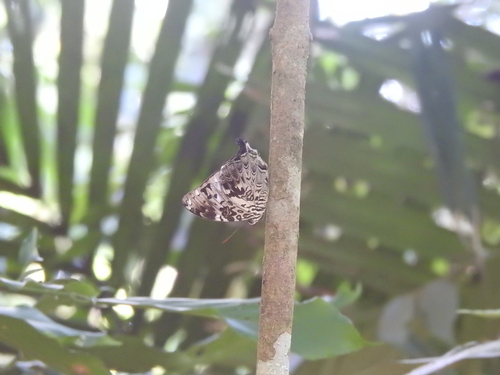 Blue Begum From Bukit Tinggi Bentong Pahang Malaysia On May