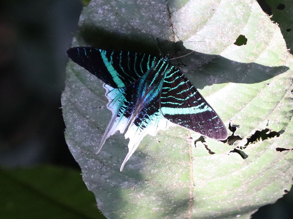 Green Banded Urania From Rio Branco State Of Acre Brazil On July 29