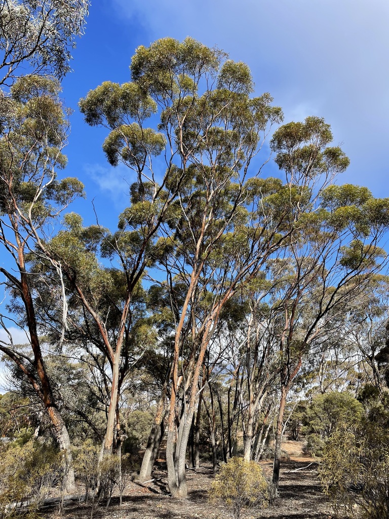 Eucalyptus Dundasii From Norseman Wa Australia On June