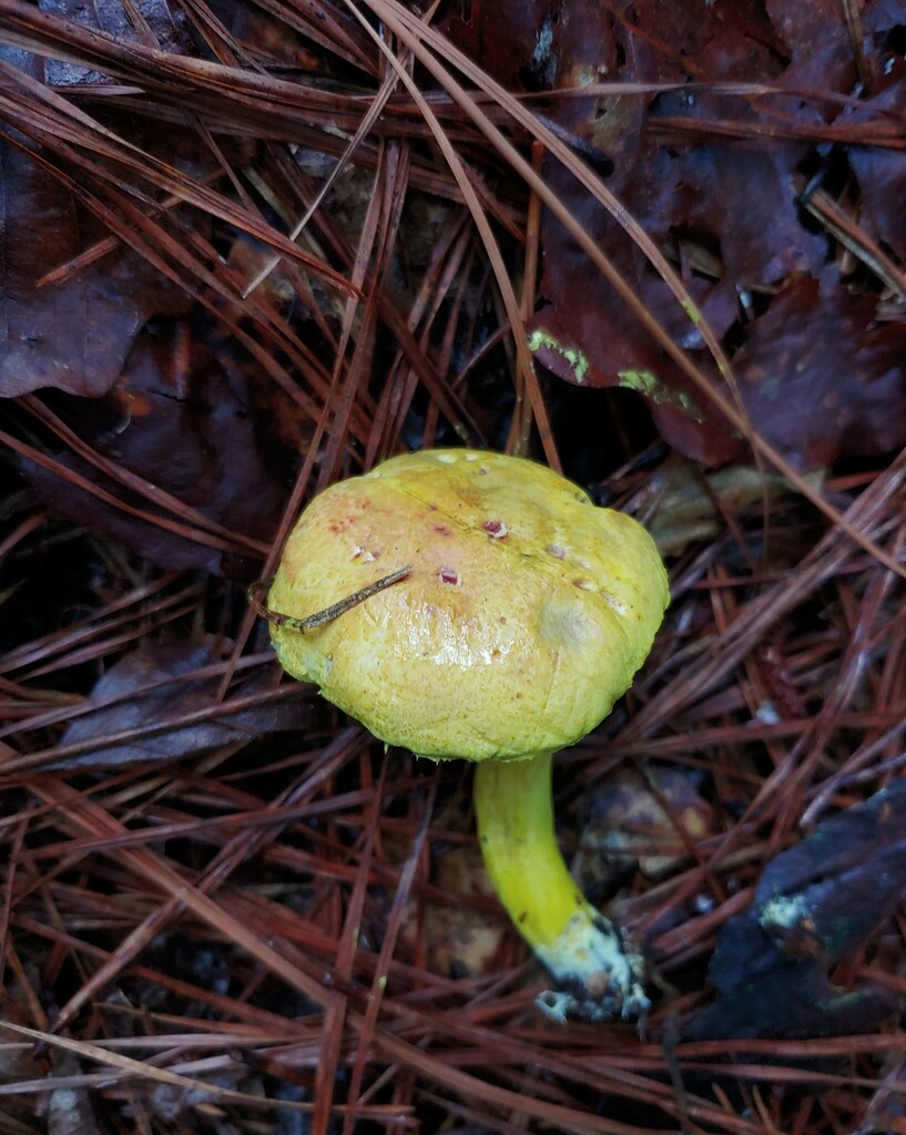 Powdery Sulfur Bolete From Dekalb County Ga Usa On August At