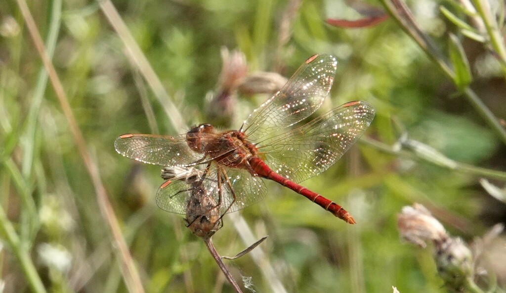 Saffron Winged Meadowhawk From South Riverdale Toronto ON Canada On