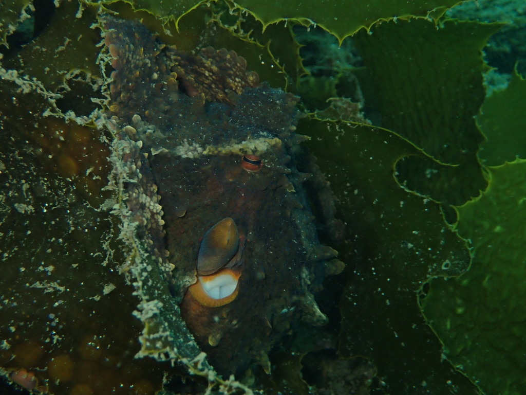 Common Sydney Octopus From Parsley Bay Sydney Nsw Australia On June