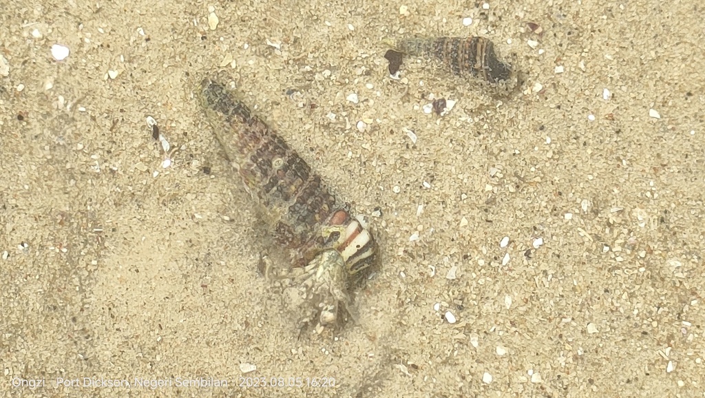 Cerith Snails And Allies From Negeri Sembilan Malaysia On August 5