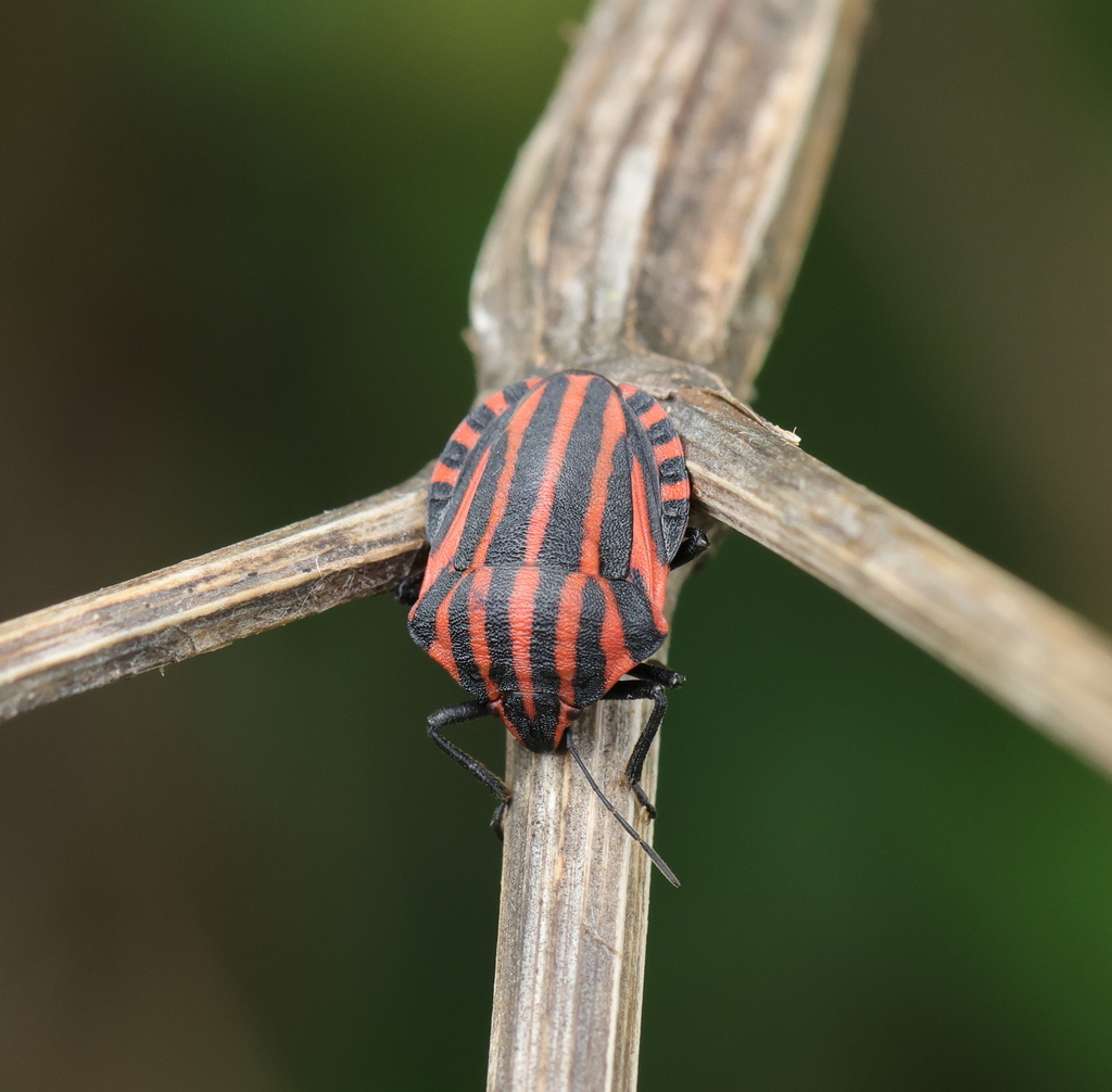 Continental Striped Shield Bug From Oudalle France On August