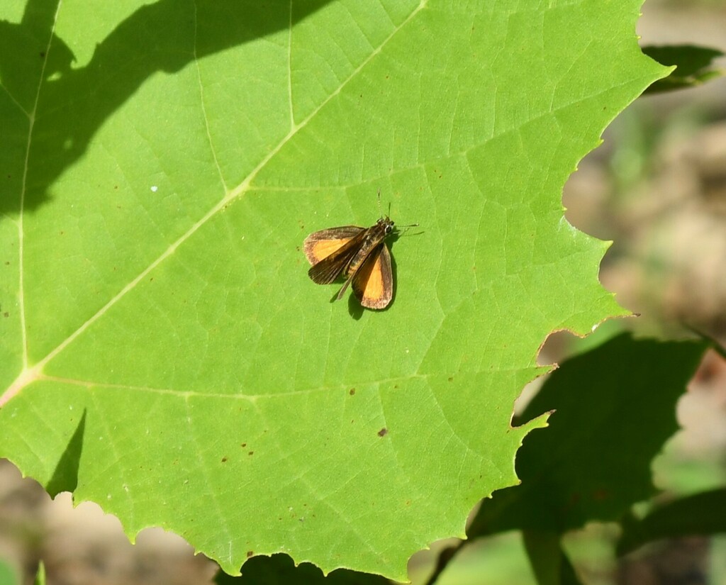 Least Skipper From Washington County Ar Usa On August At