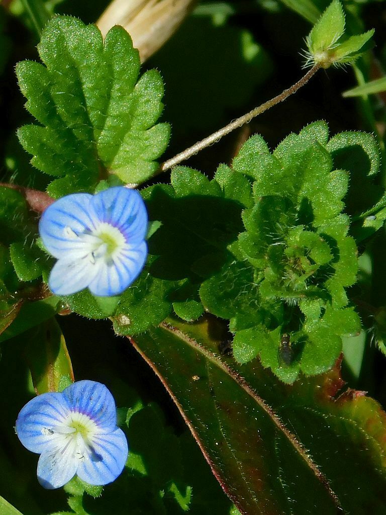 Bird S Eye Speedwell From Greyton 7233 South Africa On August 5 2023