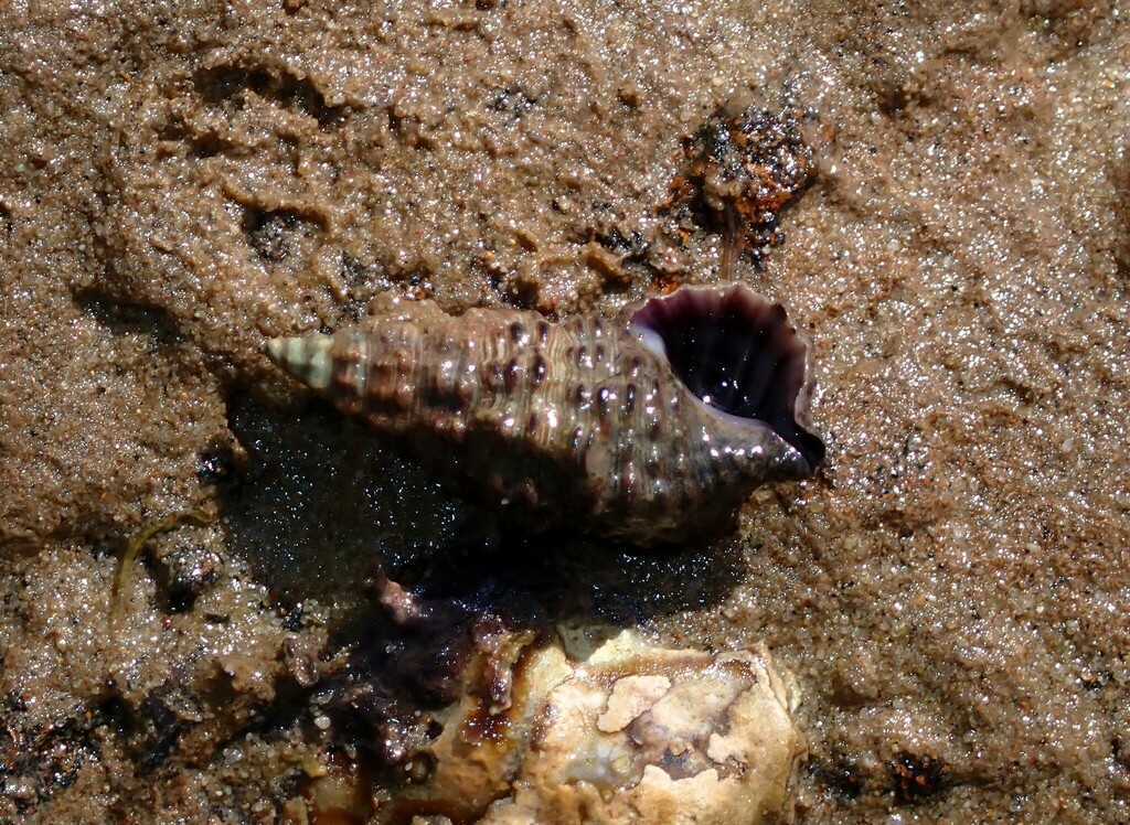 Cerith Snails And Allies From Dunwich Qld Australia On August