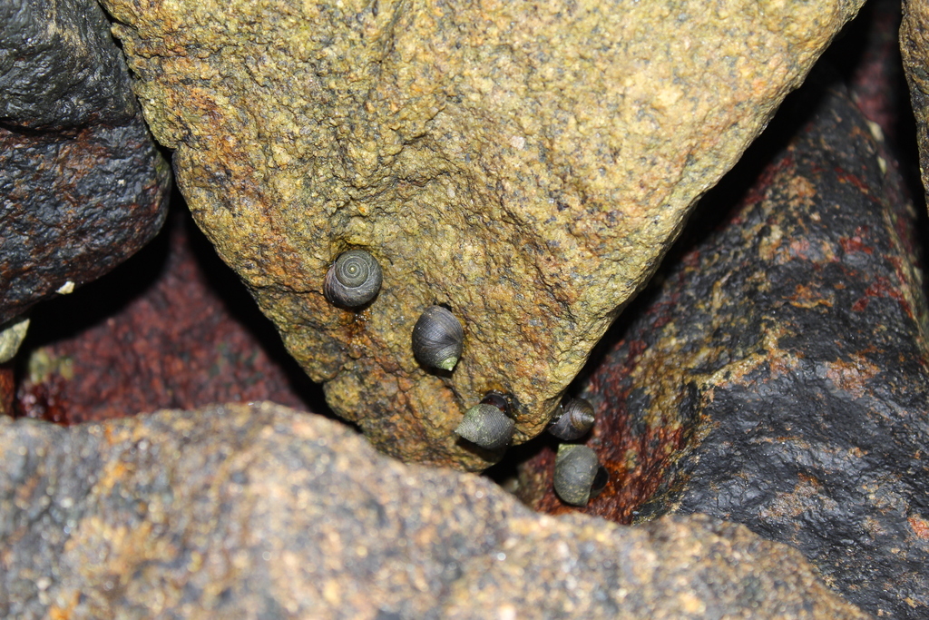 Common Periwinkle From Green Harbor Cedar Crest Marshfield Ma Usa On