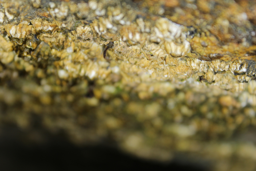 Northern Acorn Barnacle From Green Harbor Cedar Crest Marshfield Ma