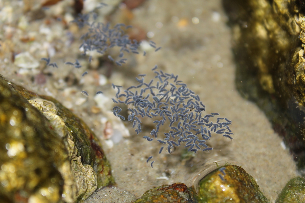 Seashore Springtail From Green Harbor Cedar Crest Marshfield Ma Usa