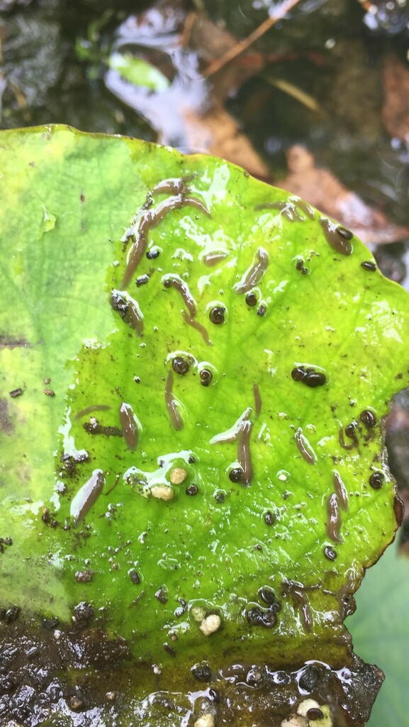 Flatworms From Johnson City Tn Usa On May At Am By