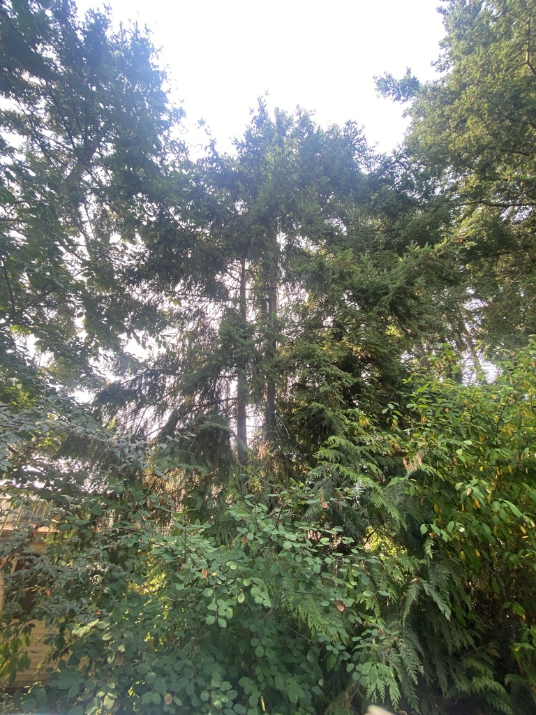 Common Douglas Fir From Th Ave S Des Moines Wa Us On August