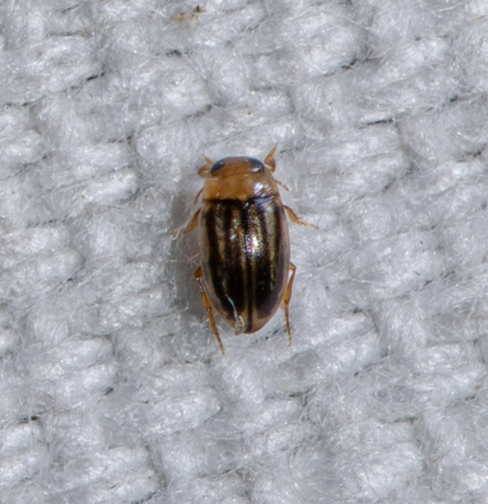 Neobidessus Pullus From Allen Acres Vernon Parish La Usa On July