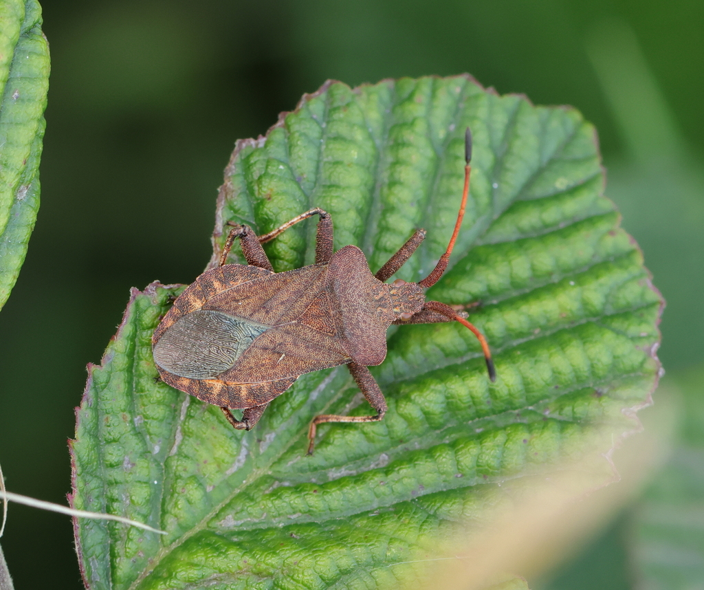 Dock Bug From Oudalle France On August 7 2023 At 07 02 PM By