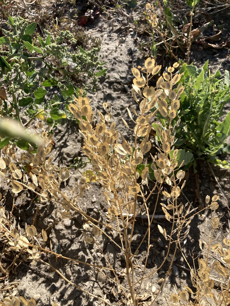 Field Penny Cress From Cardston County Ab Canada On August At