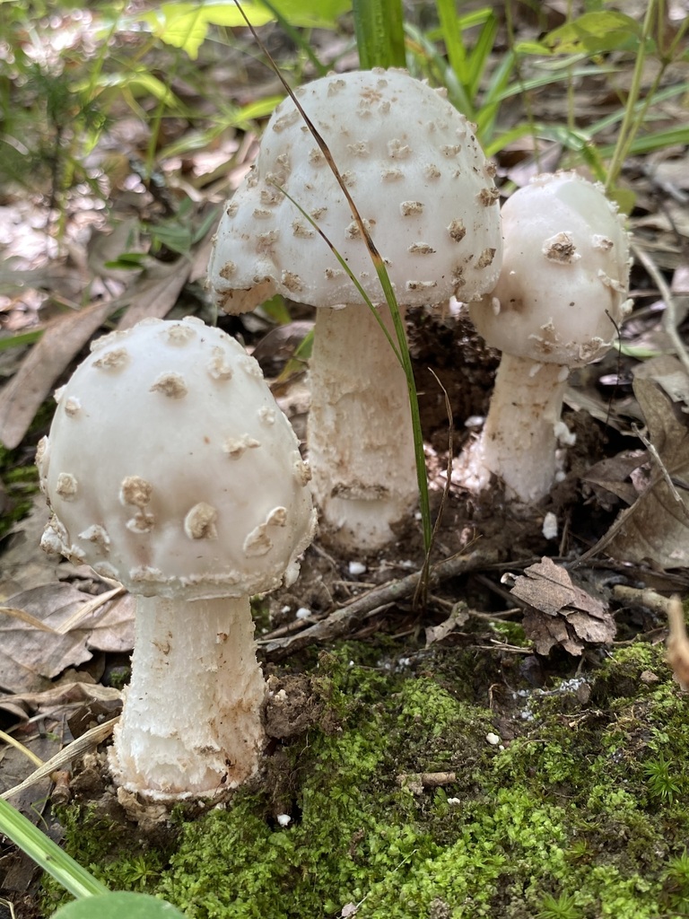 Amanita Sect Validae In August By Jim Inaturalist