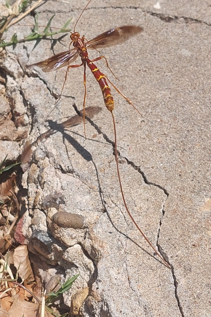 Long Tailed Giant Ichneumonid Wasp From Bishop Hills Tx Usa On