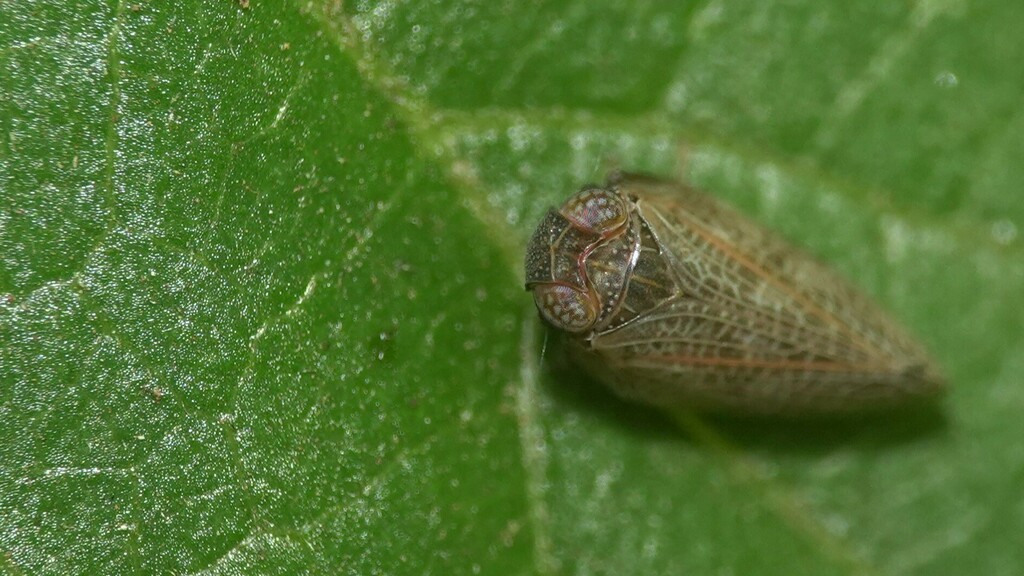 Issid Planthoppers From WP8M JX3 Gureghar Siddhanathwadi Wai