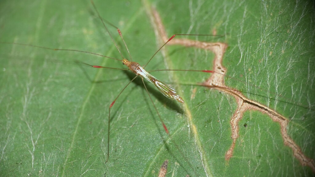 Pneustocerus Gravelyi From WP8M JX3 Gureghar Siddhanathwadi Wai