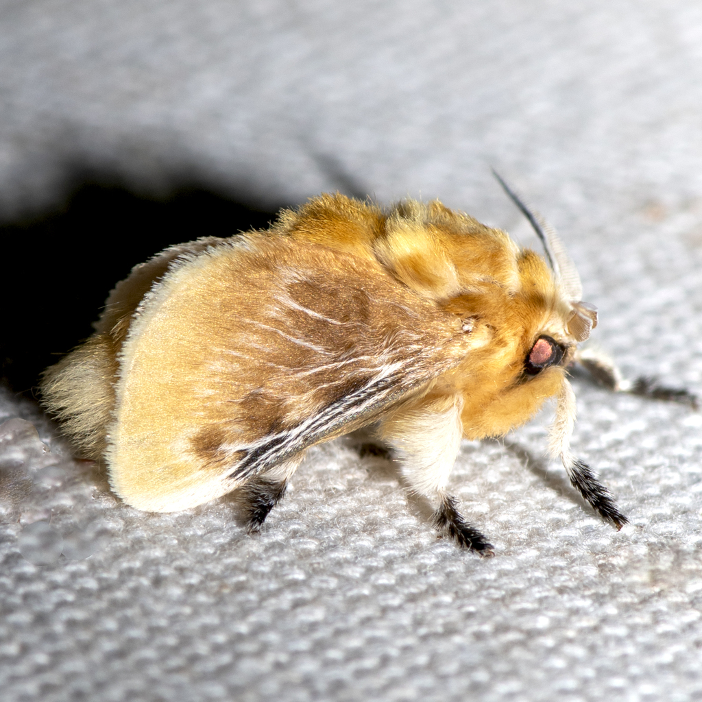 Southern Flannel Moth From Allen Acres Vernon Parish La Usa On July