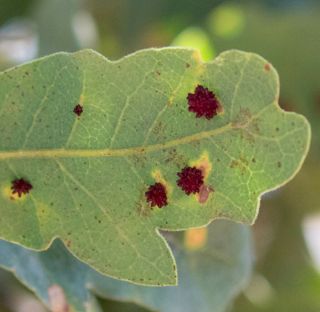 Urchin Gall Wasp From Mount Diablo State Park Contra Costa County CA