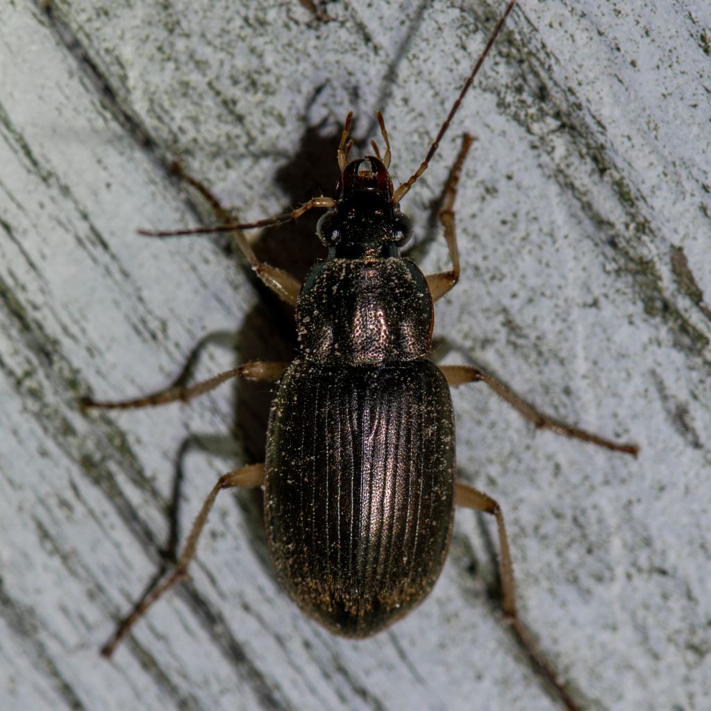 Vivid Metallic Ground Beetles From Allen Acres Vernon Parish La Usa