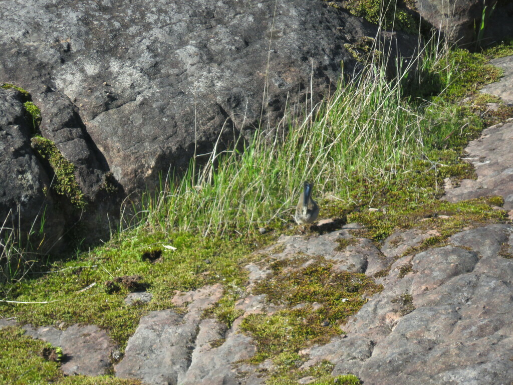 Superb Fairywren From Halls Gap Vic Australia On August