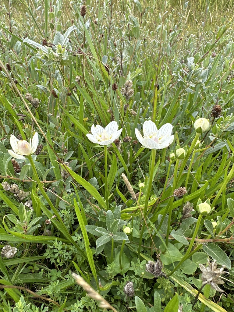 Marsh Grass Of Parnassus From Texel Den Hoorn Noord Holland NL On