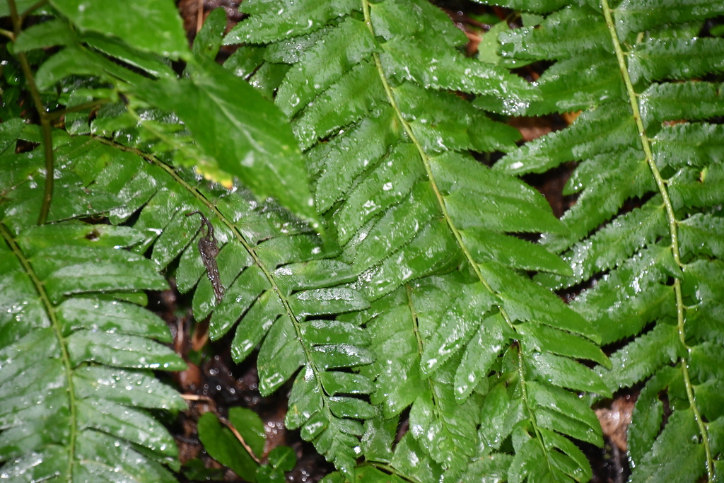 Christmas Fern From Tucker County WV USA On August 10 2023 At 10 44