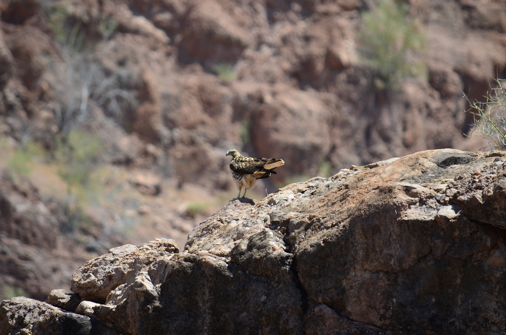 Red tailed Hawk from Mulegé B C S México on July 29 2023 at 01 30