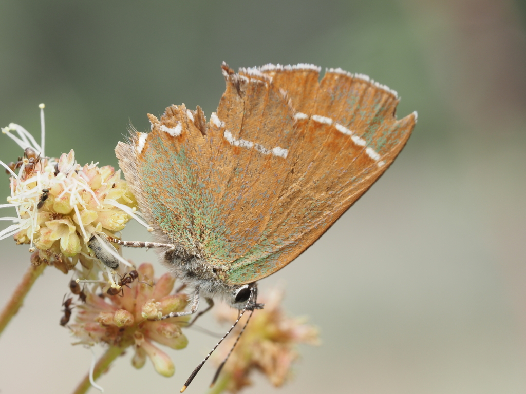 Juniper Hairstreak From Cochise County AZ USA On August 10 2023 At