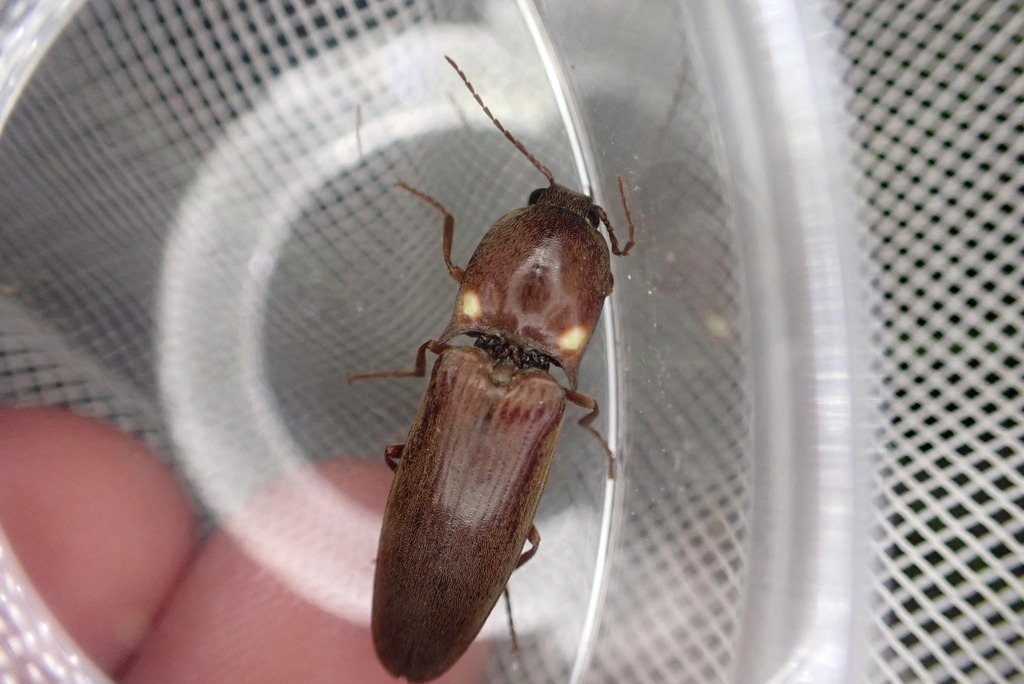 Deilelater Physoderus In August By Richard Joyce Inaturalist