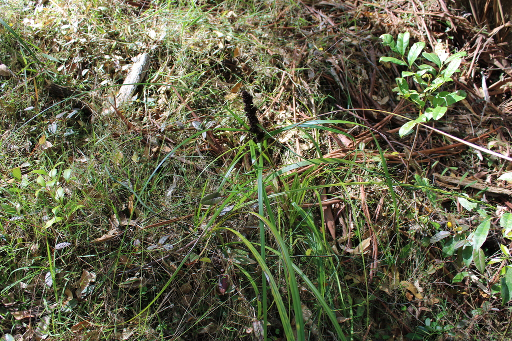 Red Berried Saw Sedge From Wallis Lake Nsw Australia On August