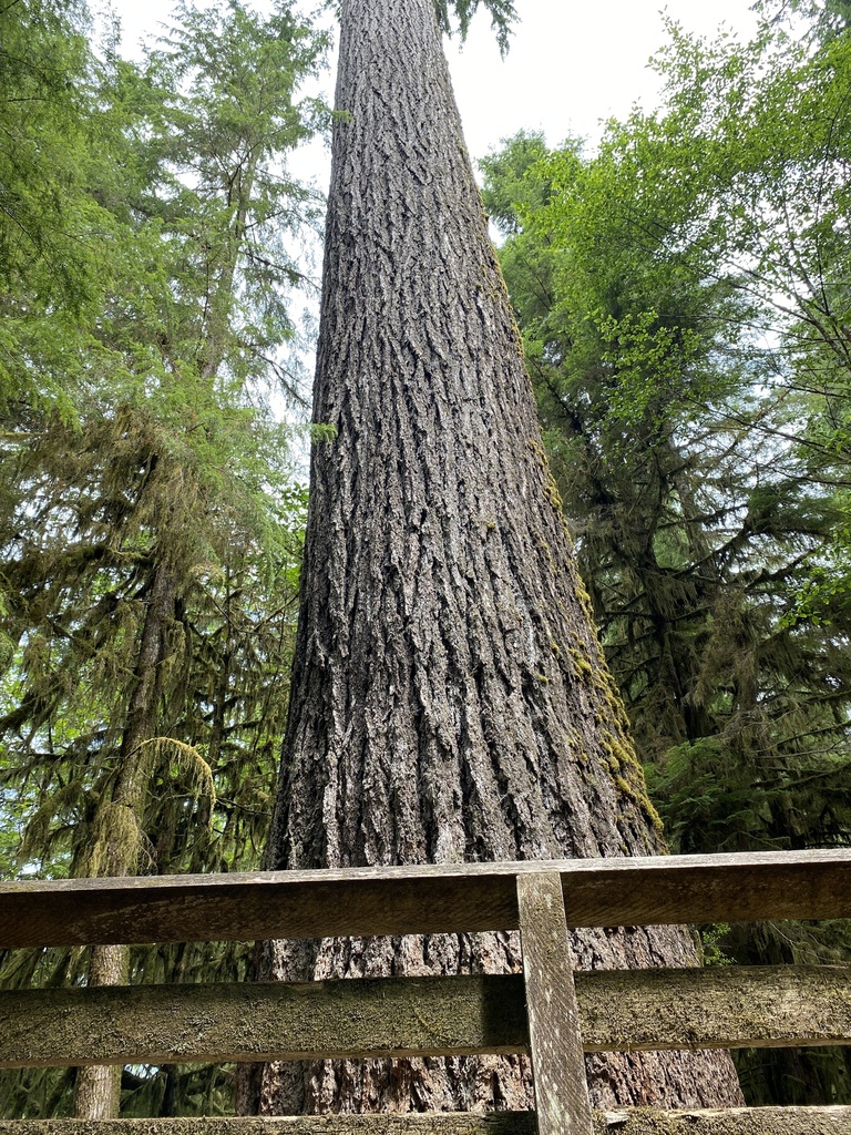 Common Douglas Fir From Olympic National Forest Quinault Wa Us On