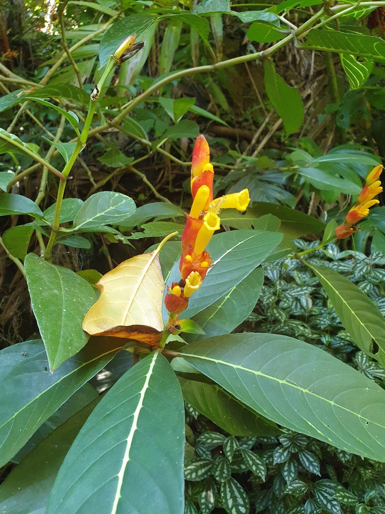 Shrubby Whitevein From Alto Da Boa Vista Rio De Janeiro State Of Rio