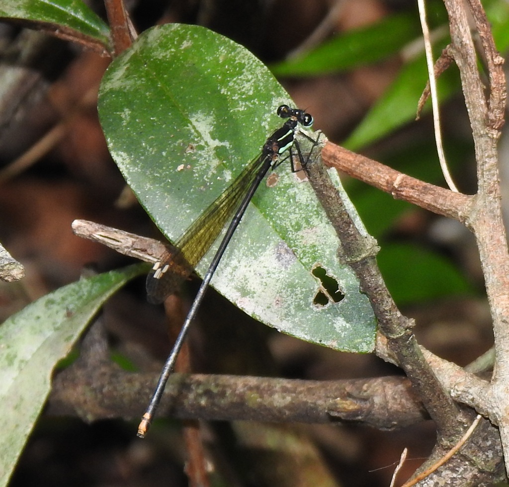 Goldtail From King Cetshwayo District Municipality South Africa On